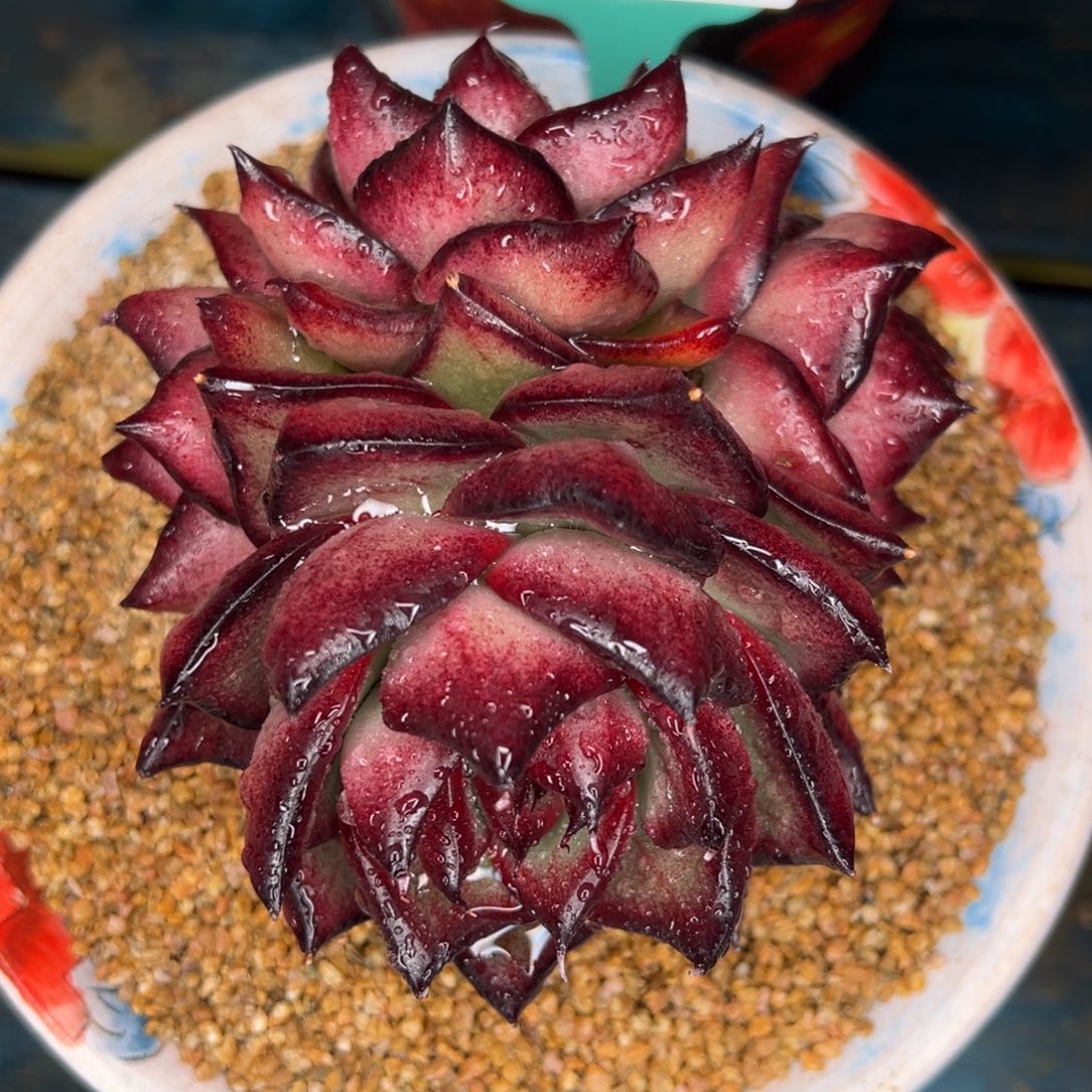 从前慢多肉精选编号0208.209