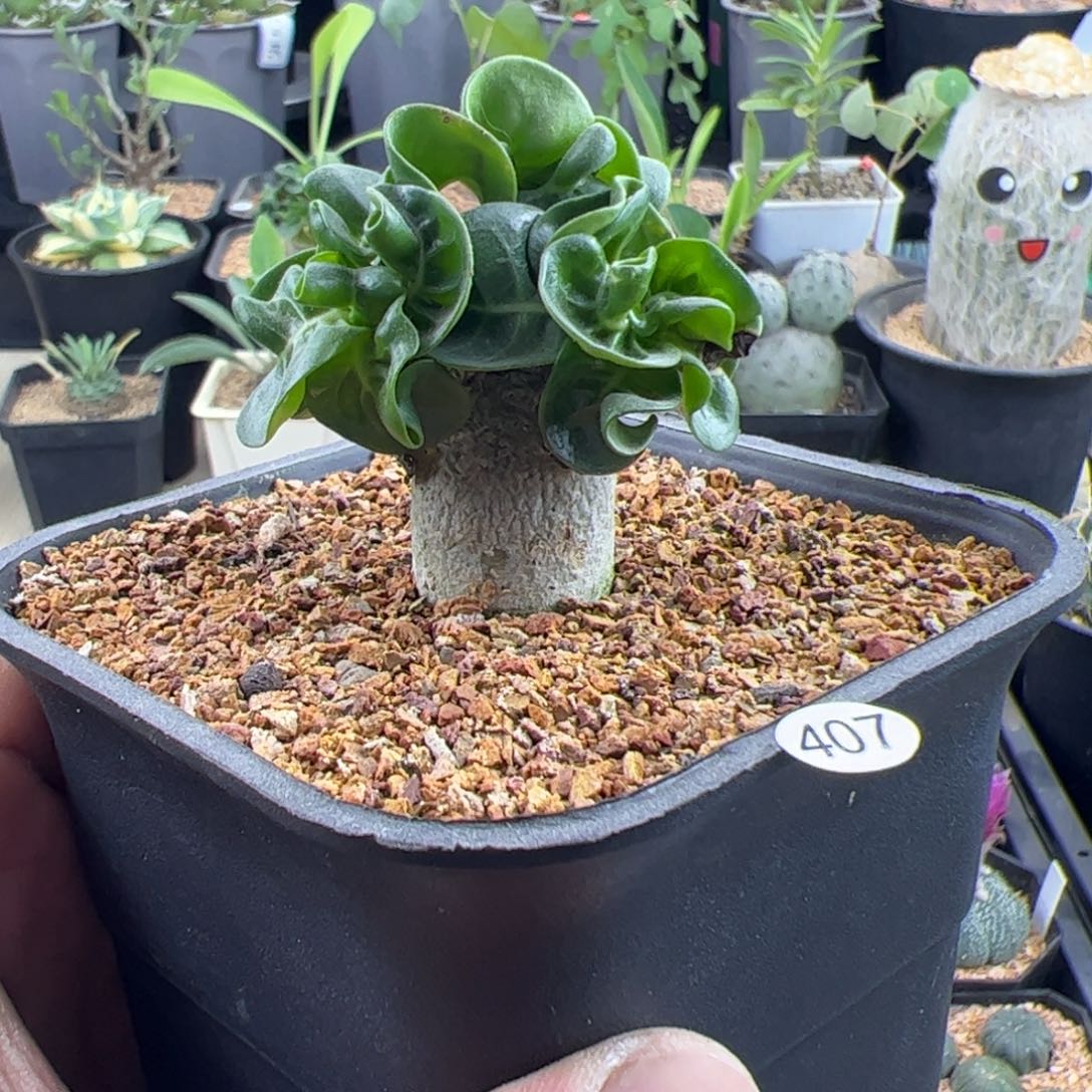 卡汉羊角2一物一拍带盆发