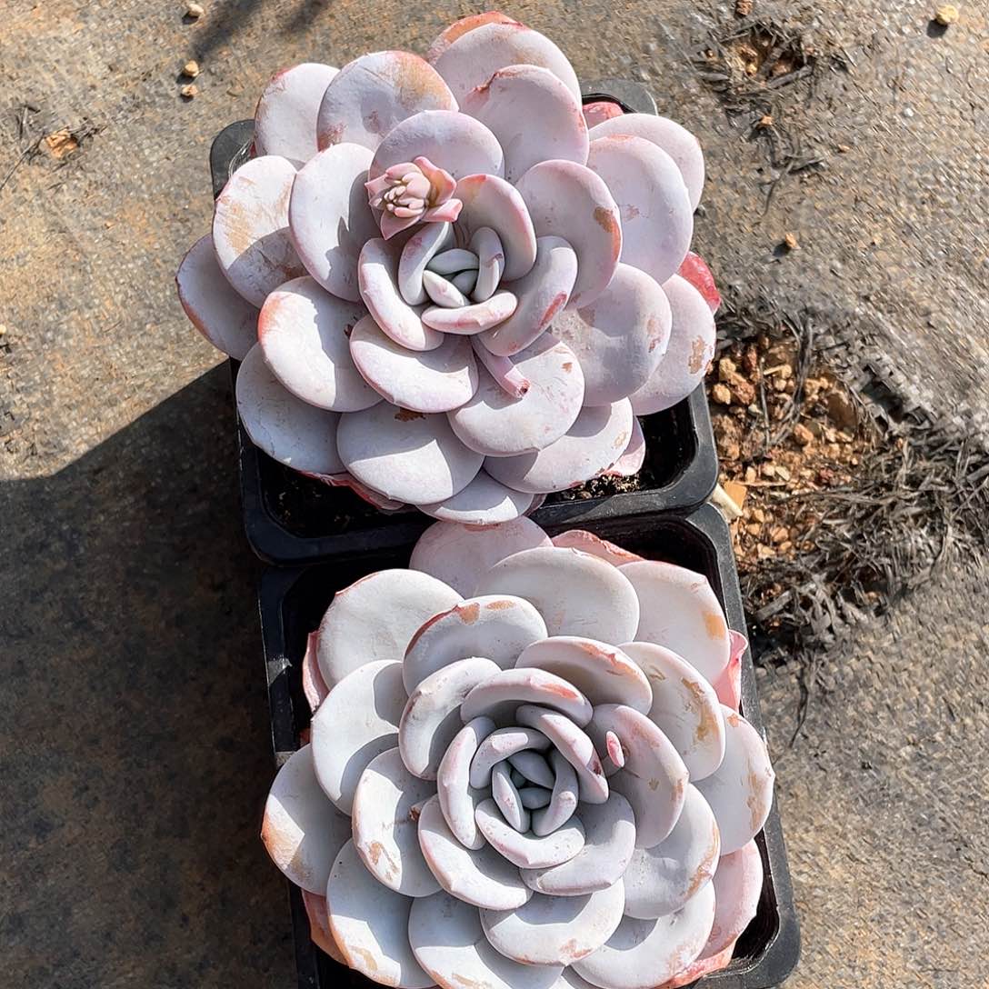 多肉植物多肉植物