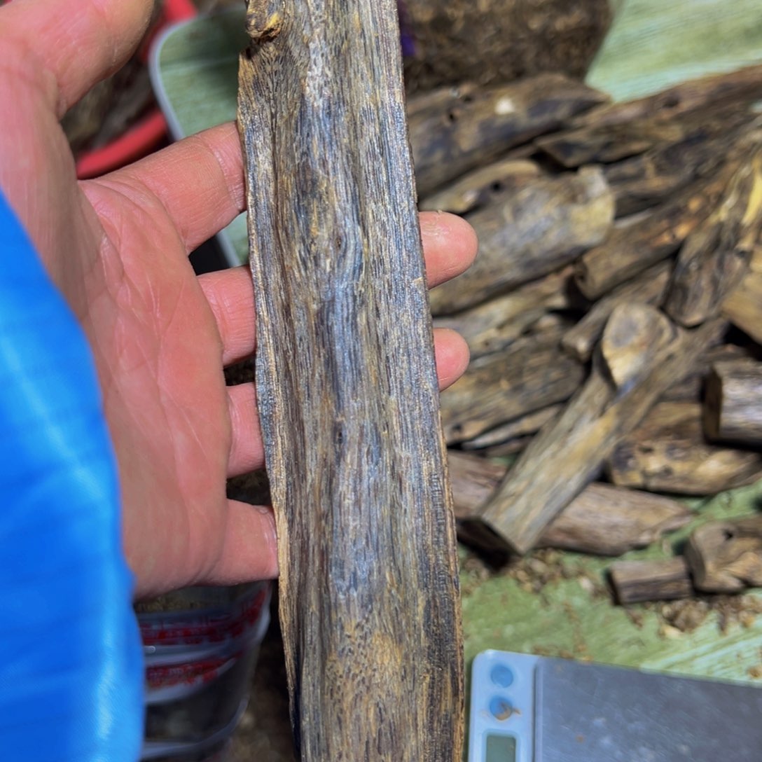 松***发棋楠黑珍珠摆件一个