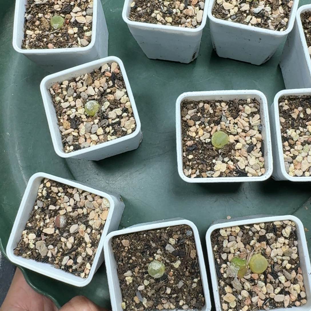 景*?C13。10 颗小拉登带盆