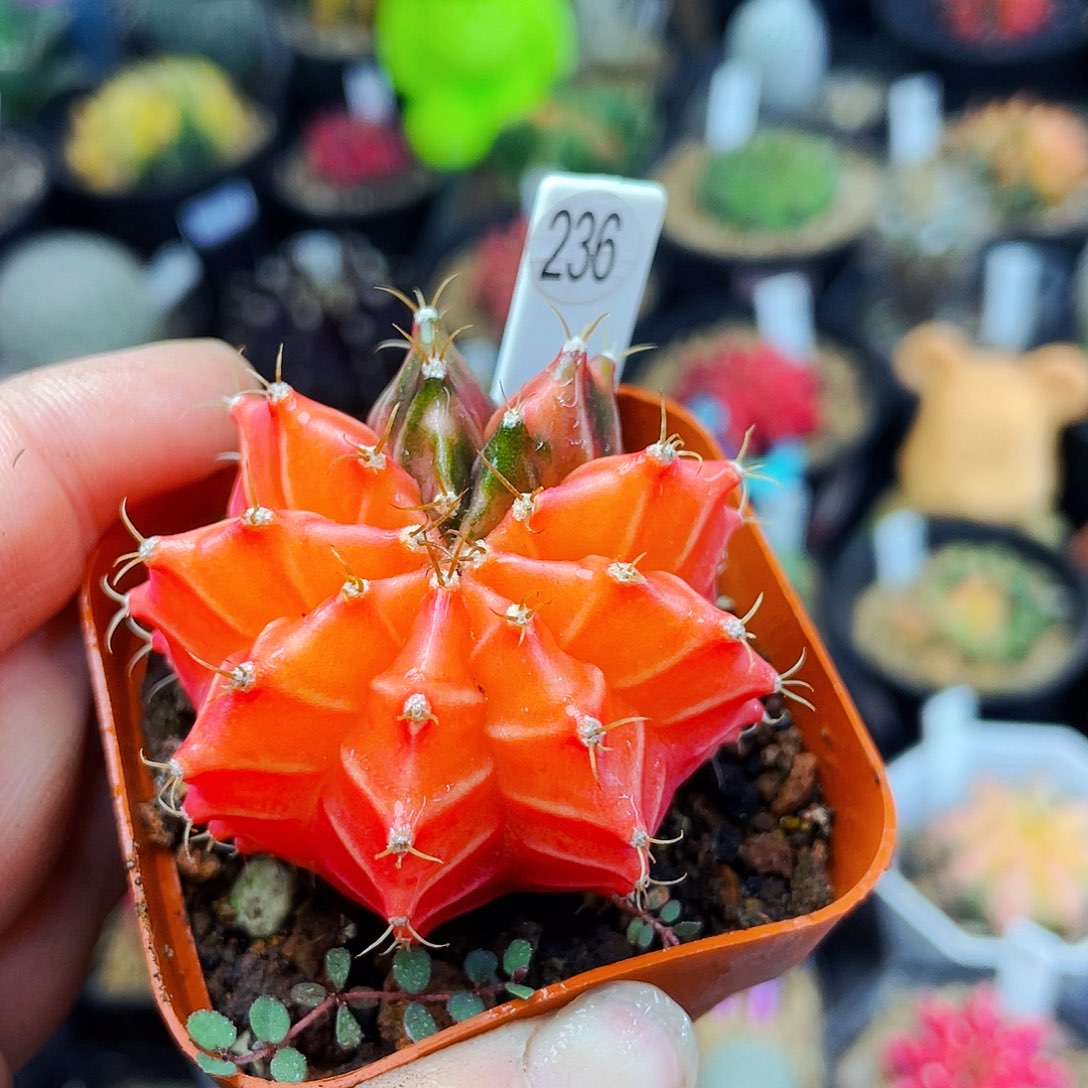 非偏远地区25包邮仙人球