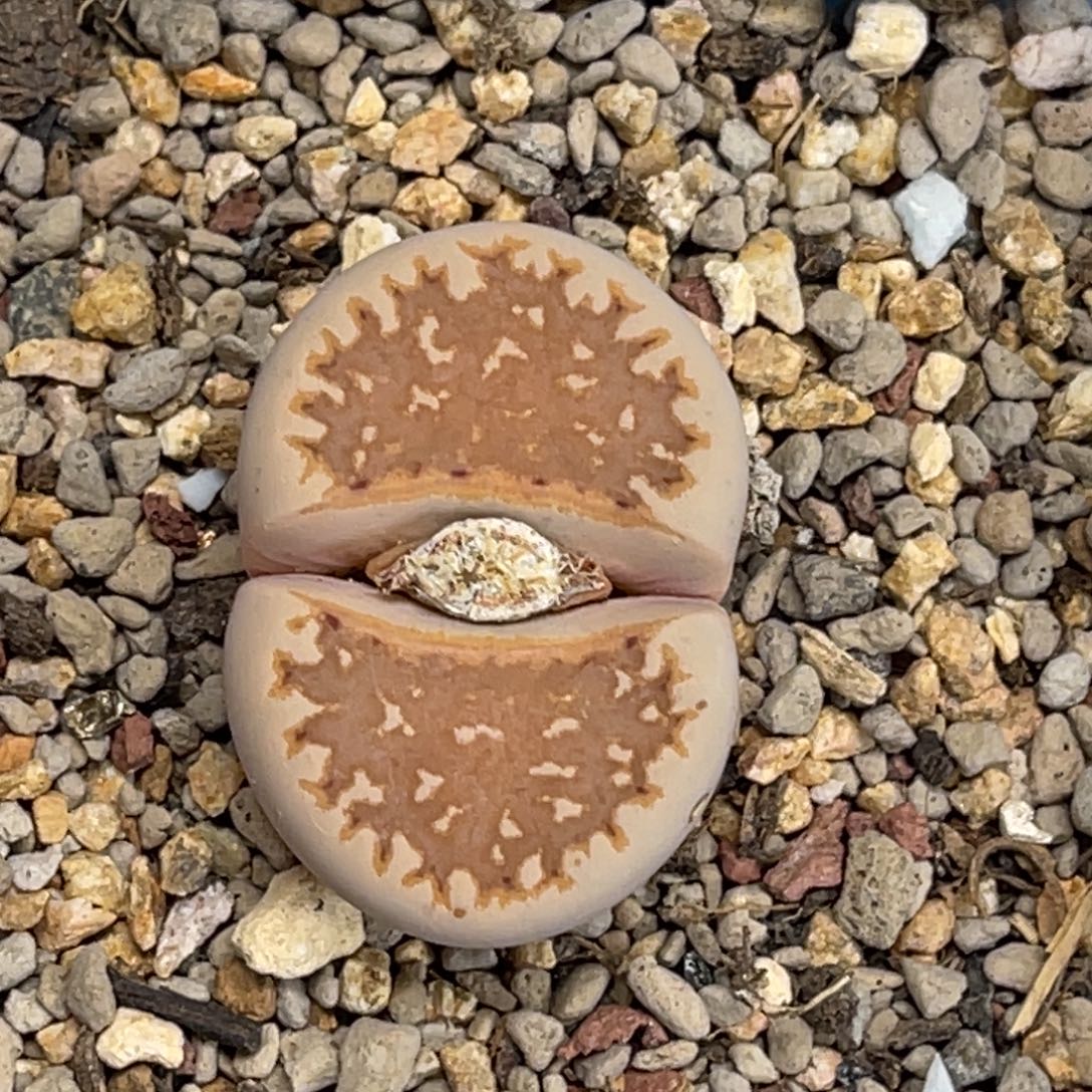 5925黄金线尺寸3.1