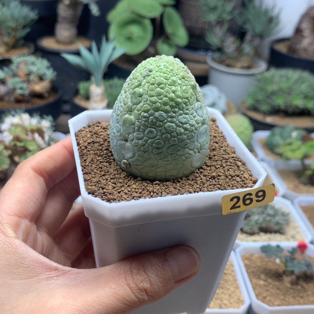 凝蹄玉母本实生带盆269