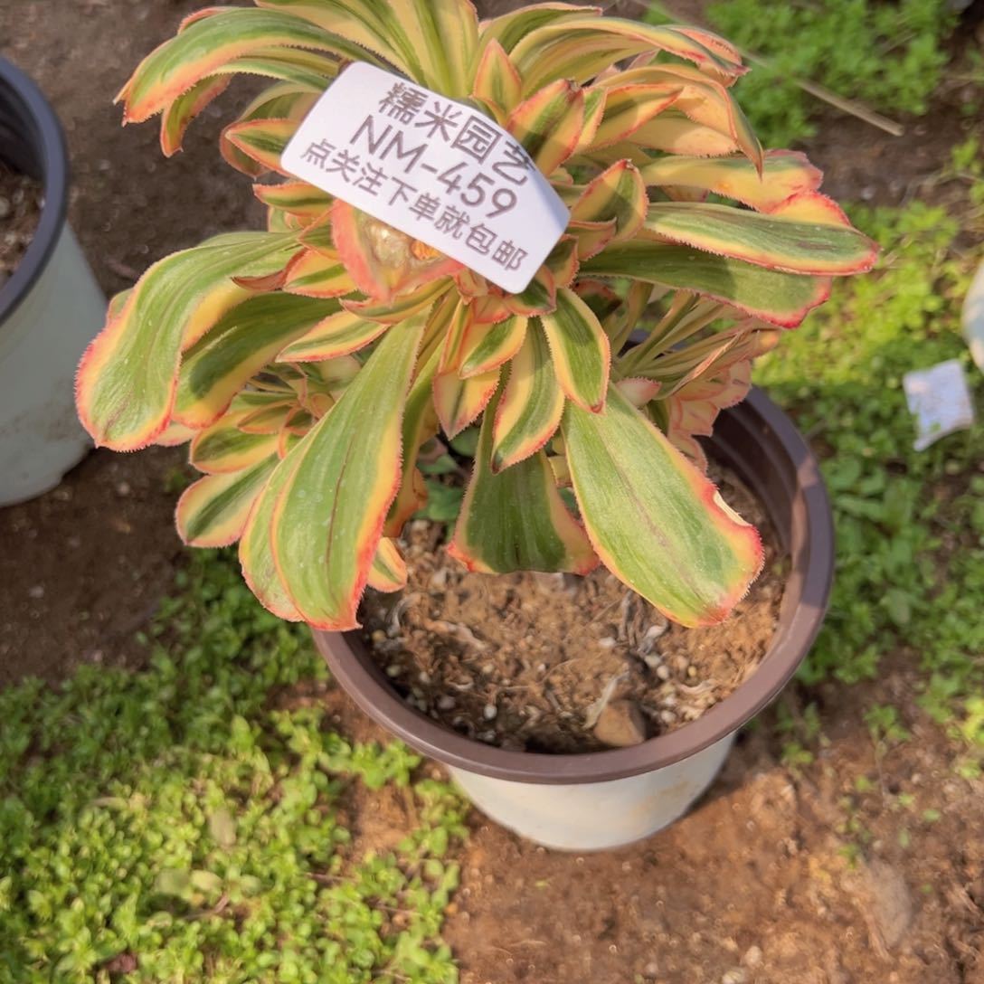 拉丝锦锦多肉植物绣球459