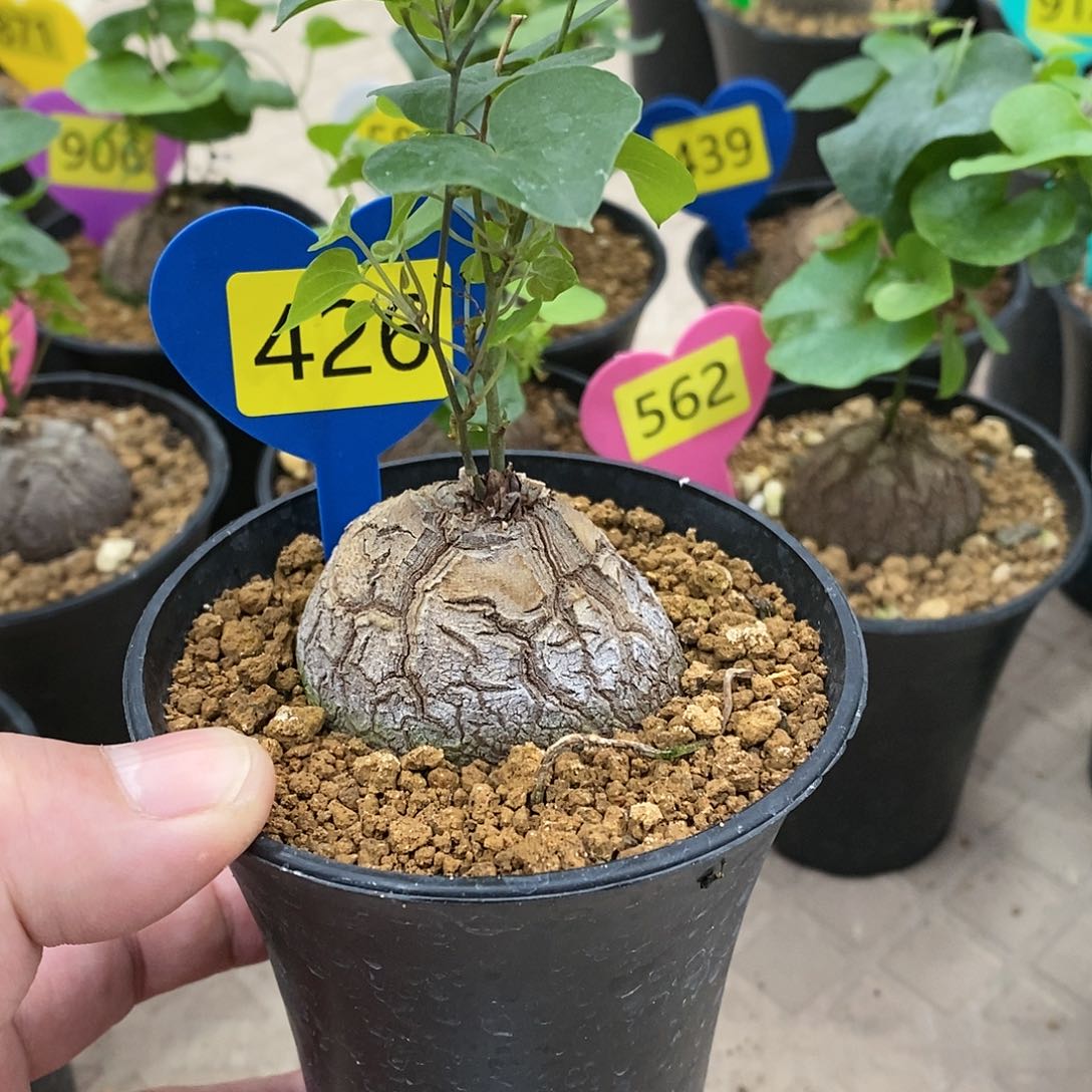 南非龟甲龙龟甲龙