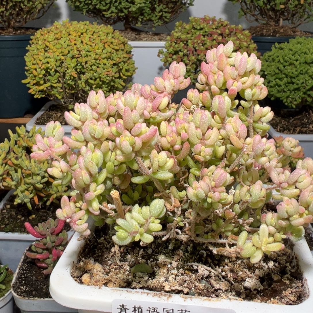 D2992红宝石锦一物一拍