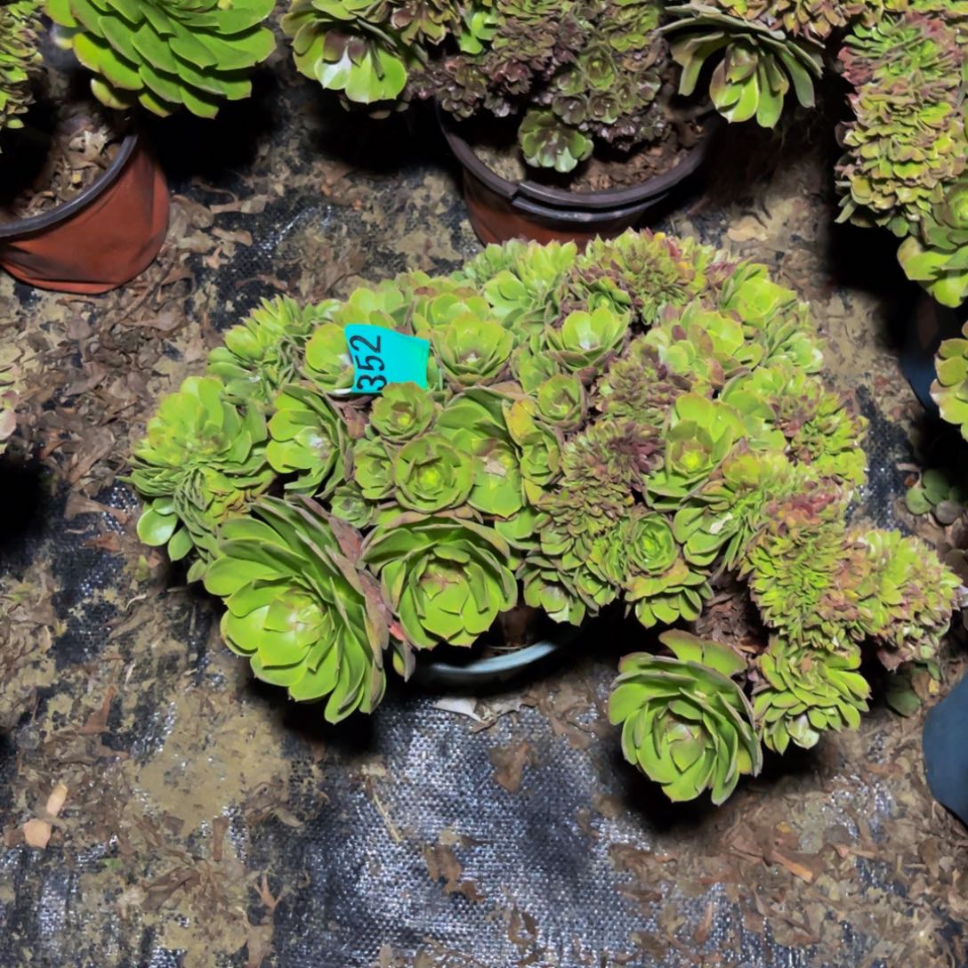 万圣节朵朵缀1-44