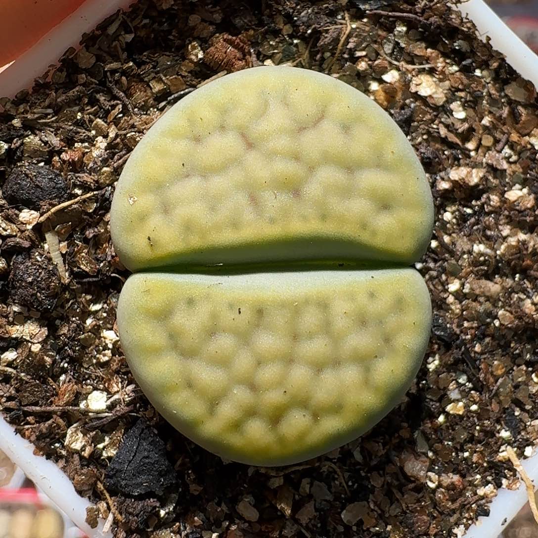 生石花等1111111。 301