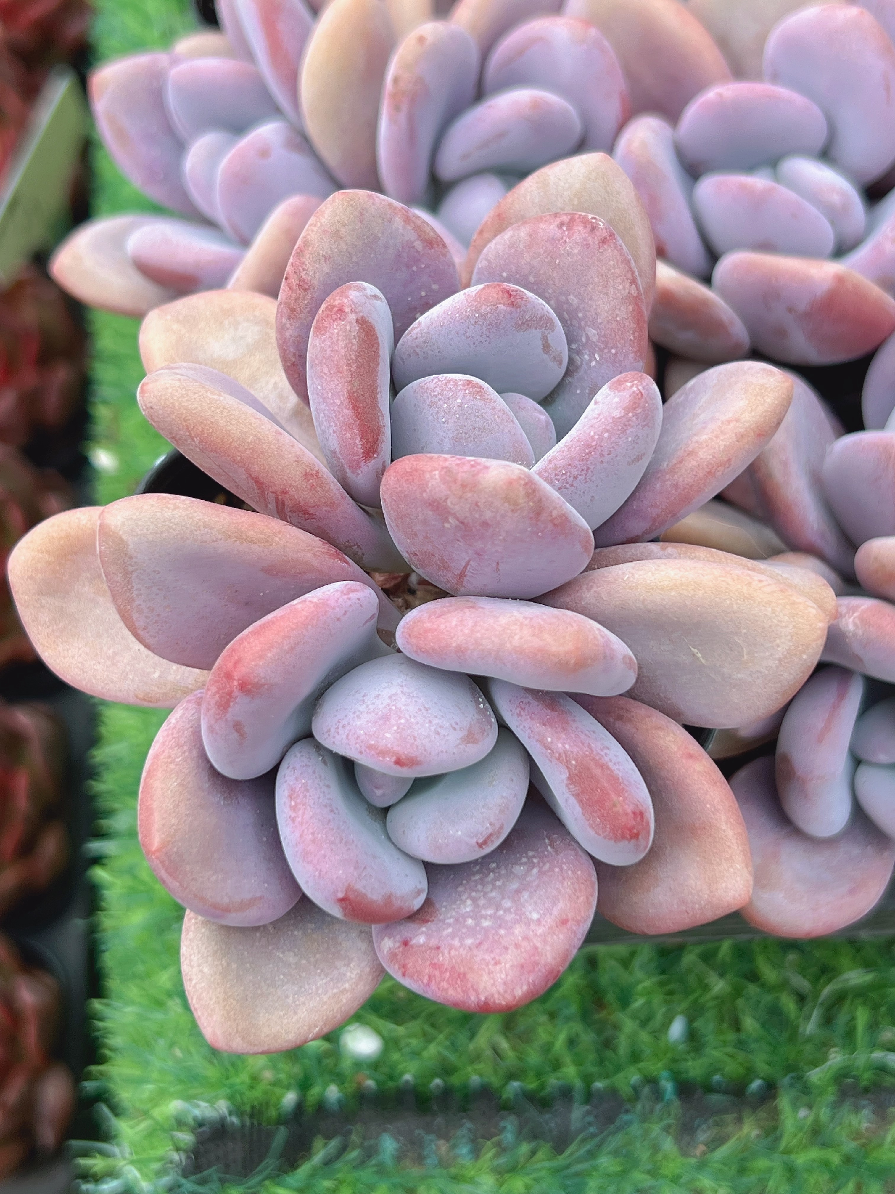 双头欧梦整桩无砍（5-8cm）脱土