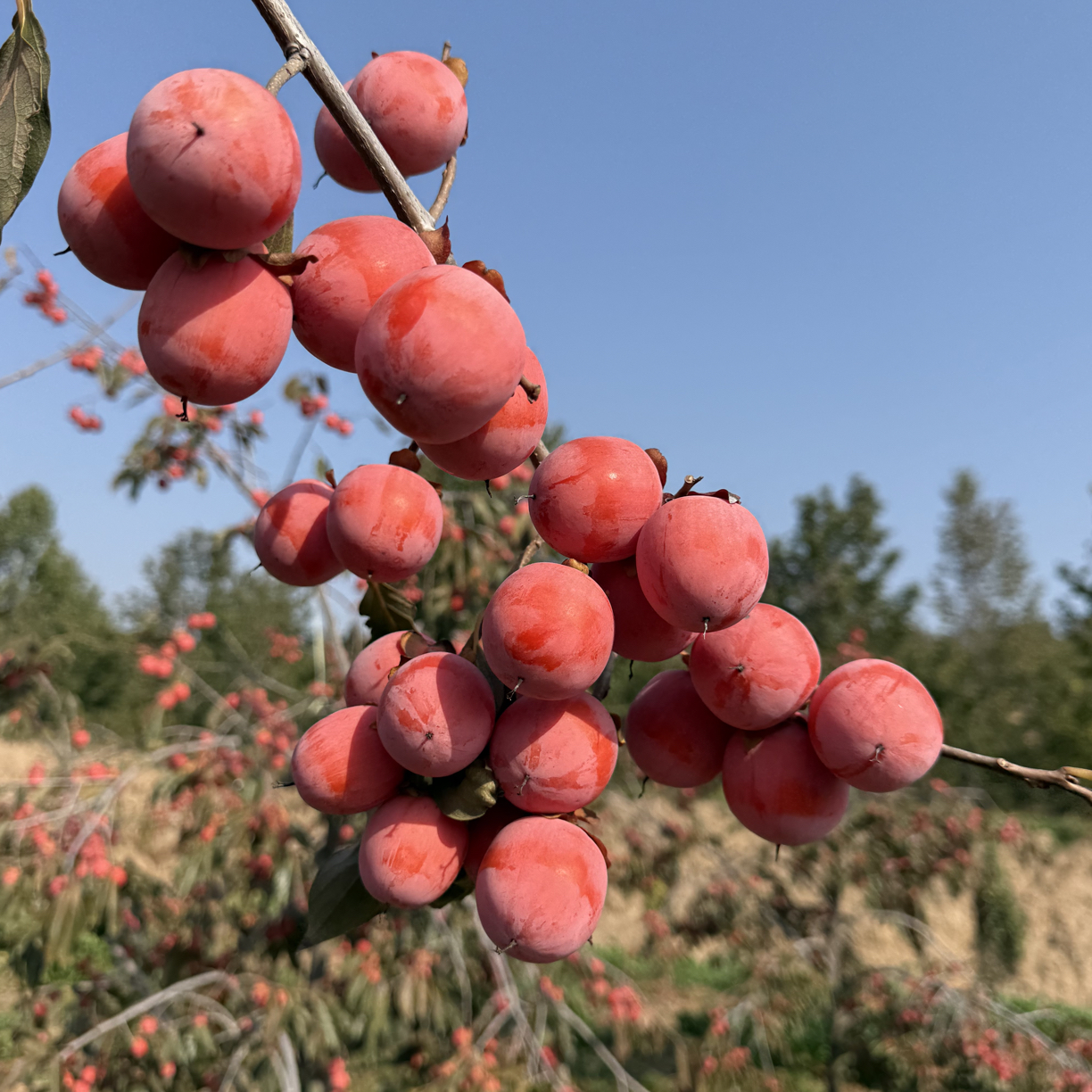 小火罐陕西产地直发清地大树品种保证现挖现发