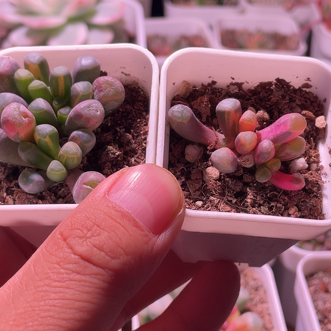 飞***扬五十玲玉锦特价包邮