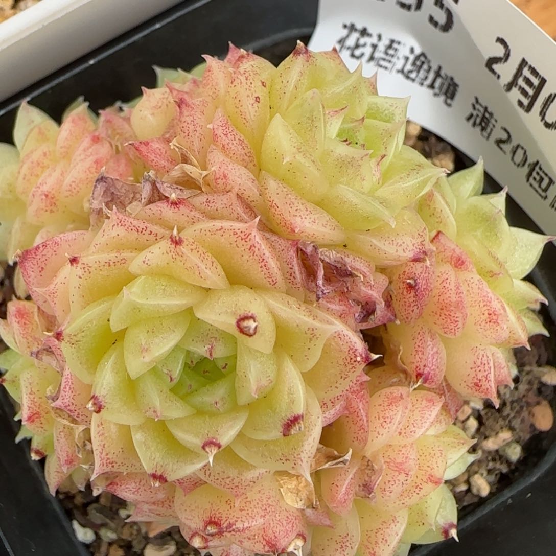 花语逸镜0204-255