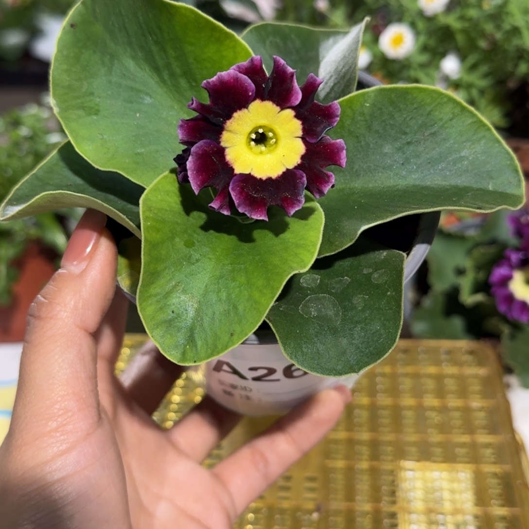 一物一拍耳叶报春A269