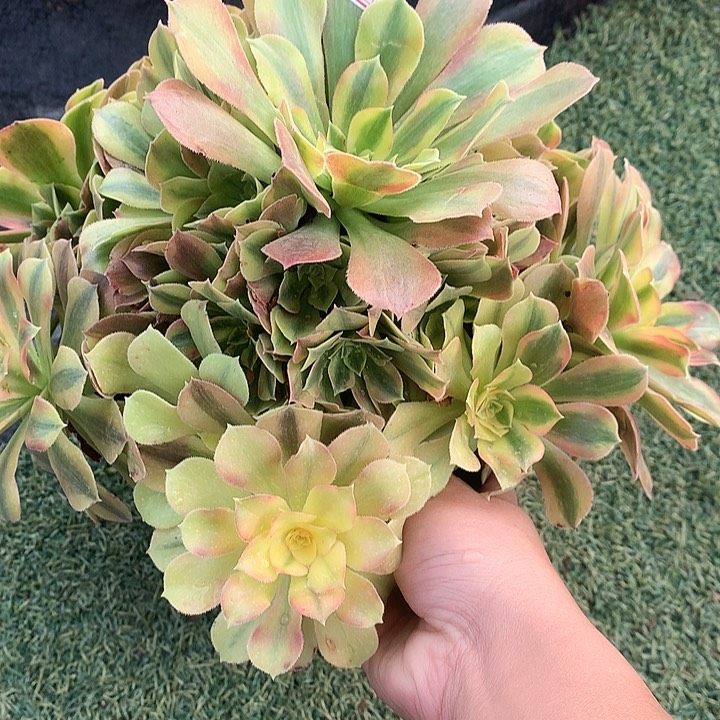 557红袖多肉植物