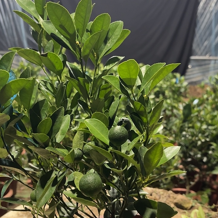 无花朵一物一拍，一树一价