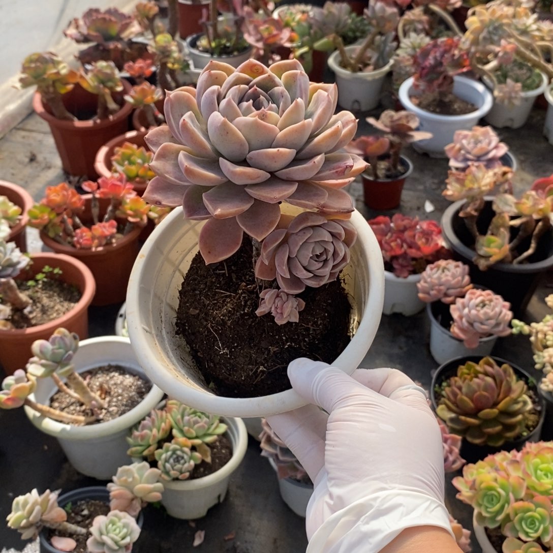 498哈利沃森一物一拍