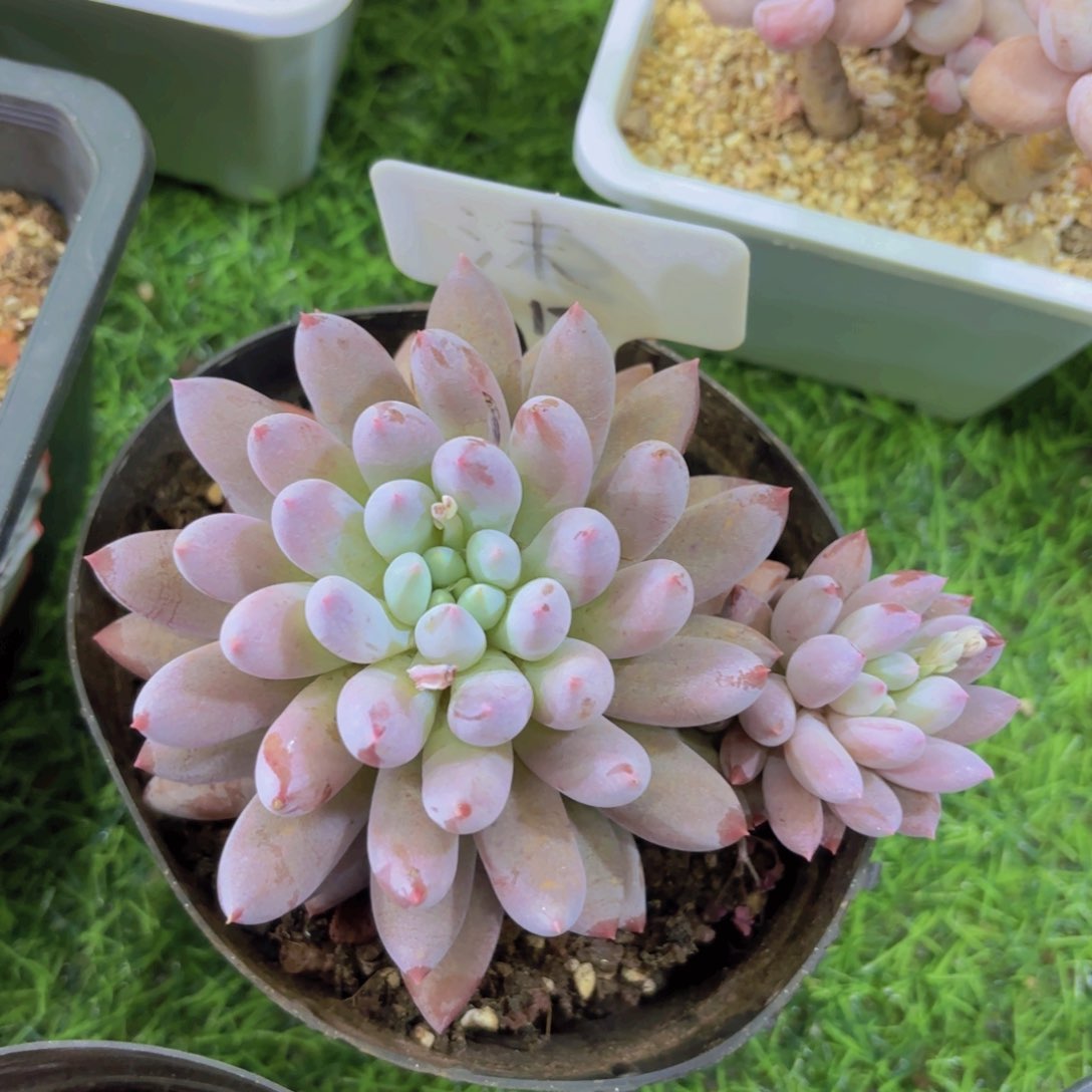 王**、我的小可爱们都好可爱