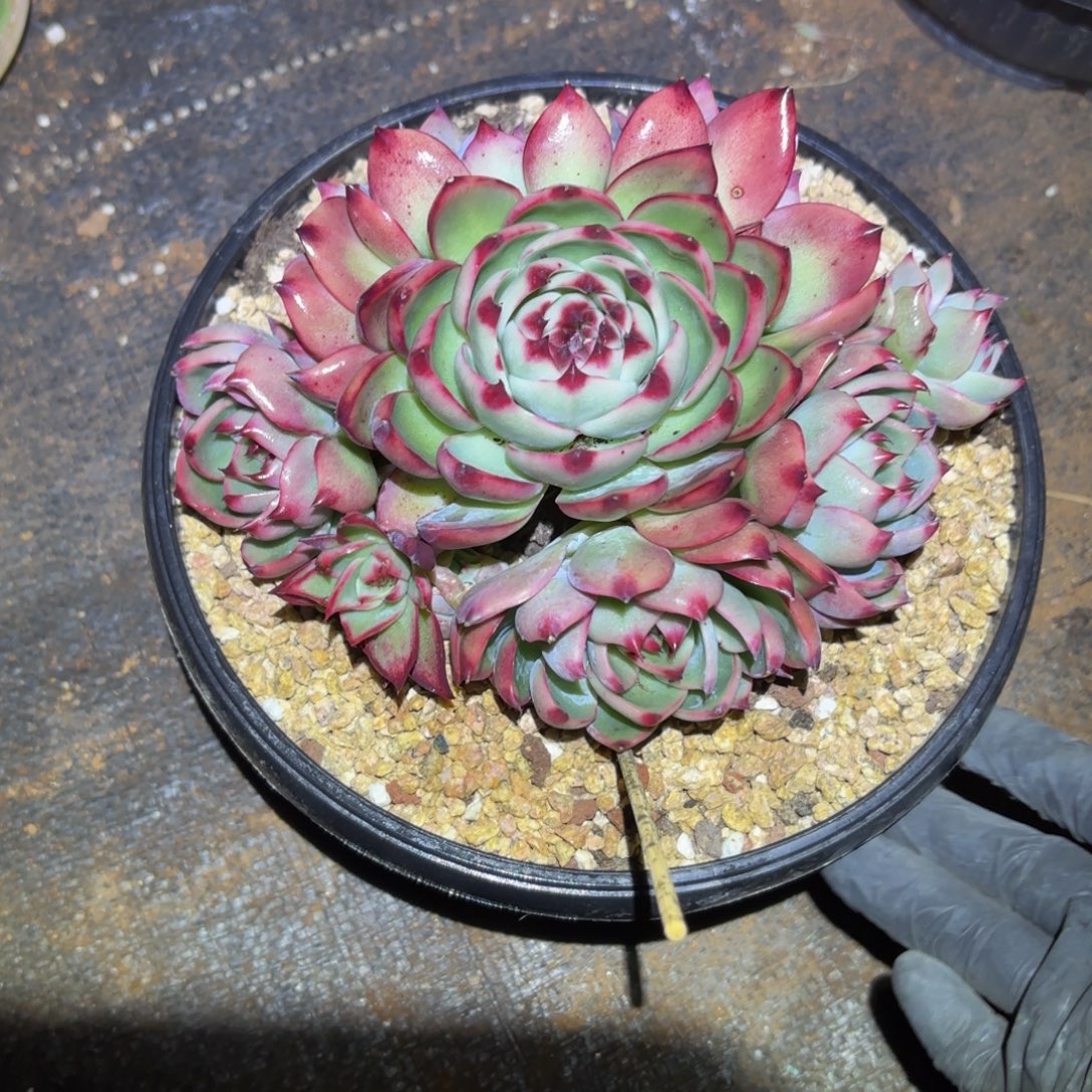 黑***媒哈哈哈哈哈哈哈哈哈哈