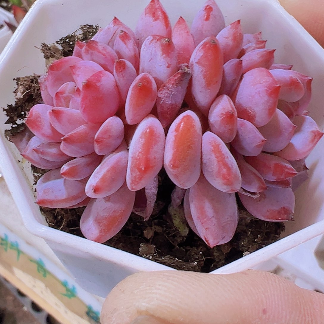 小星星橙双头19包邮