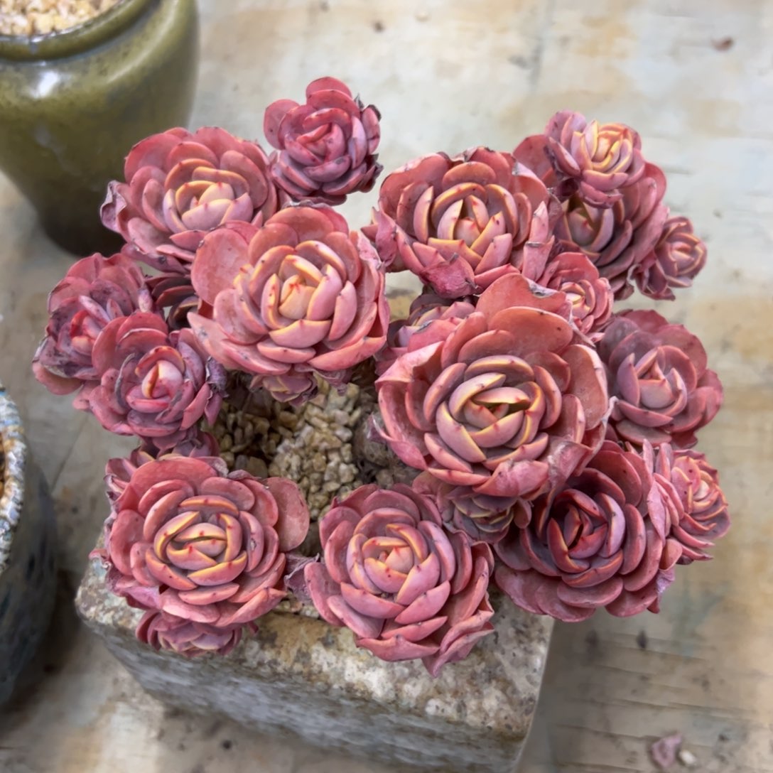 秀妍28 零零多肉植物