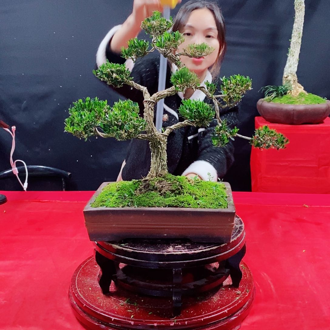 广东皱皮雀舌黄杨盆景