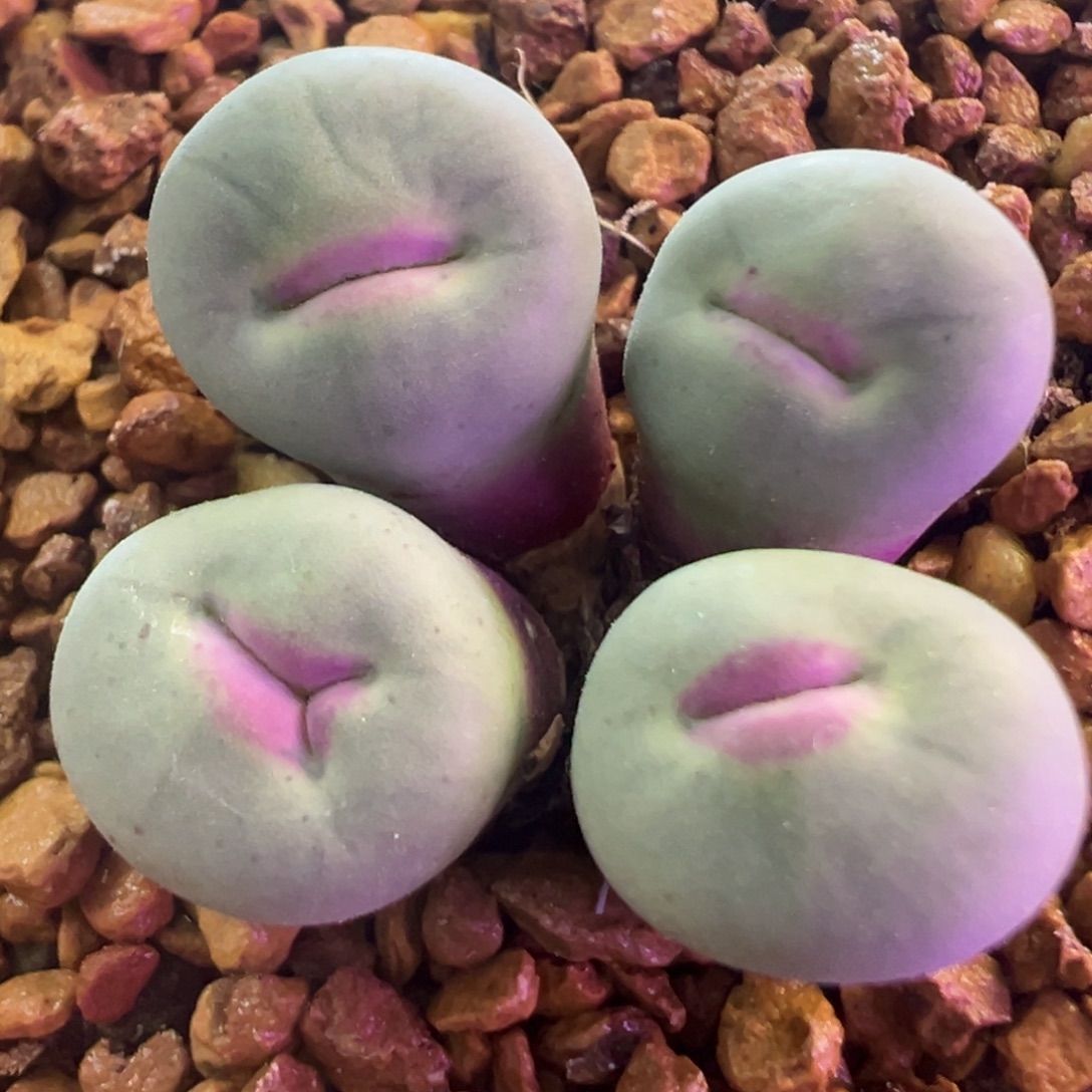 大漂亮美嘴 肉锥植物