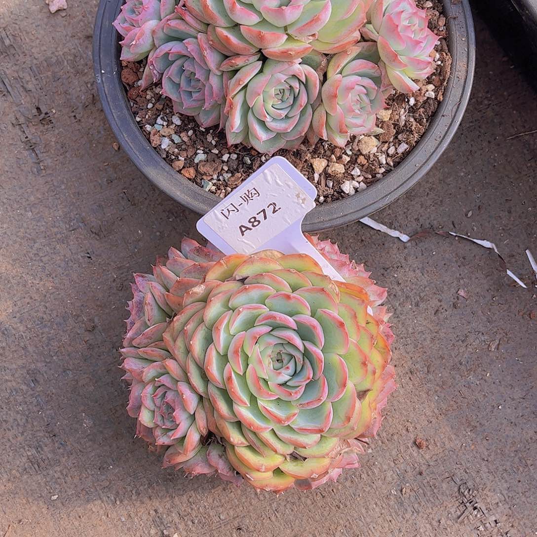 ****识侧影Ａ890–872号共2颗一物一拍