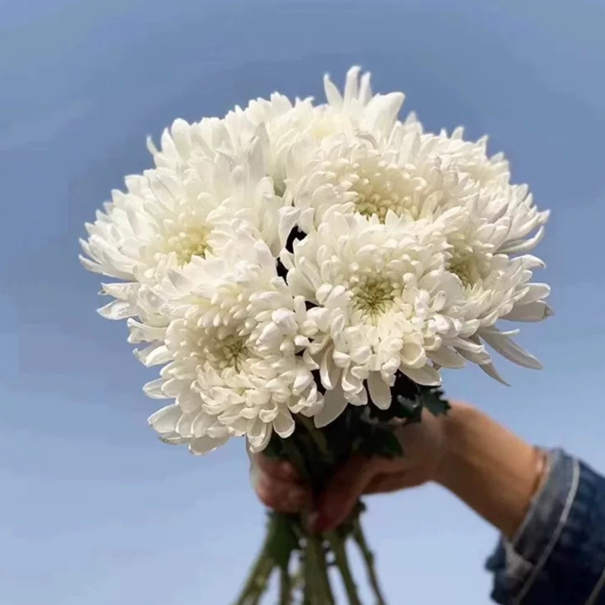 20朵白菊新鲜采摘基地直发鲜切花包邮优质