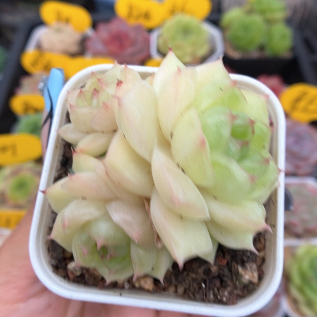 琉璃麦秆群生356号