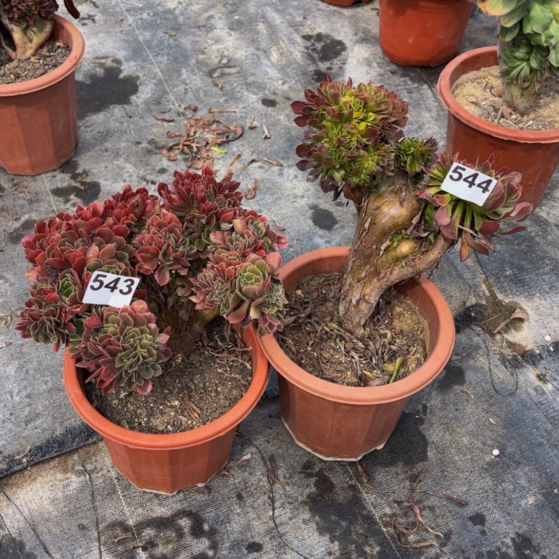 多肉植物缀化2颗543、544