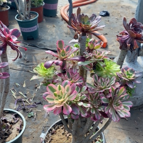 嫁接多肉植物033