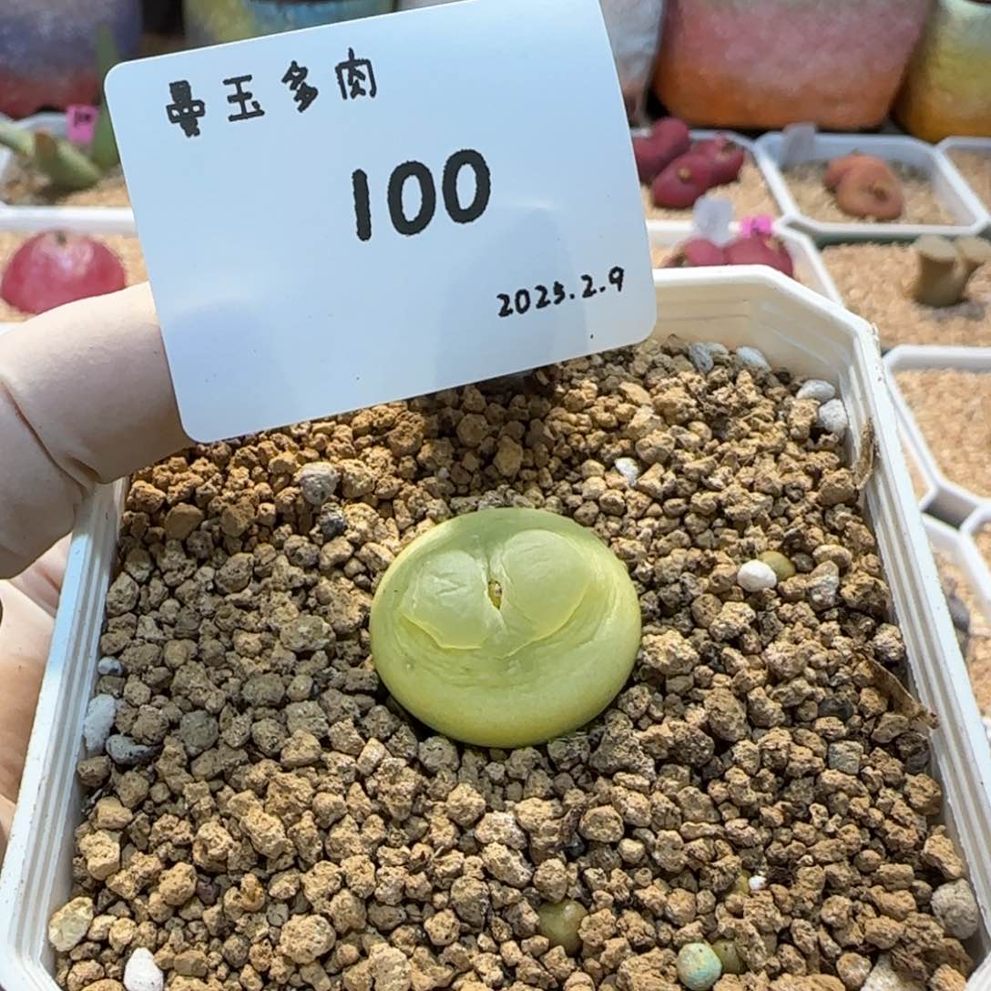 多肉多肉多肉2.9-100拉登2.1cm