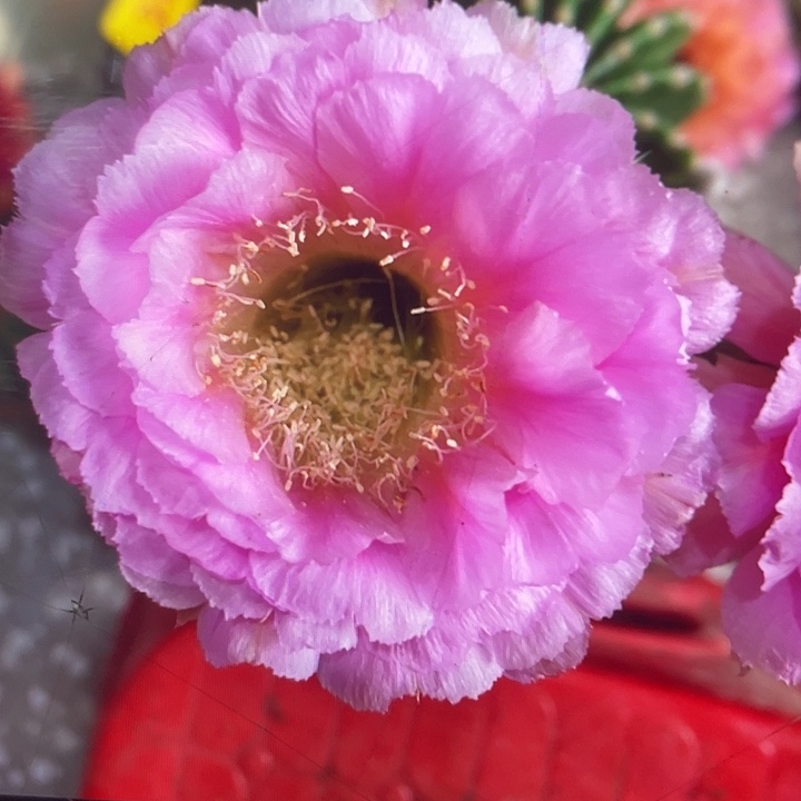 19号1.5-2公分侧牙福利