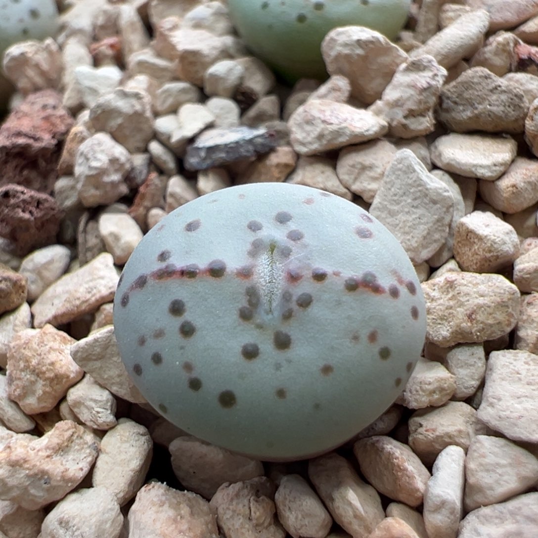 532。优选火龙果安贞