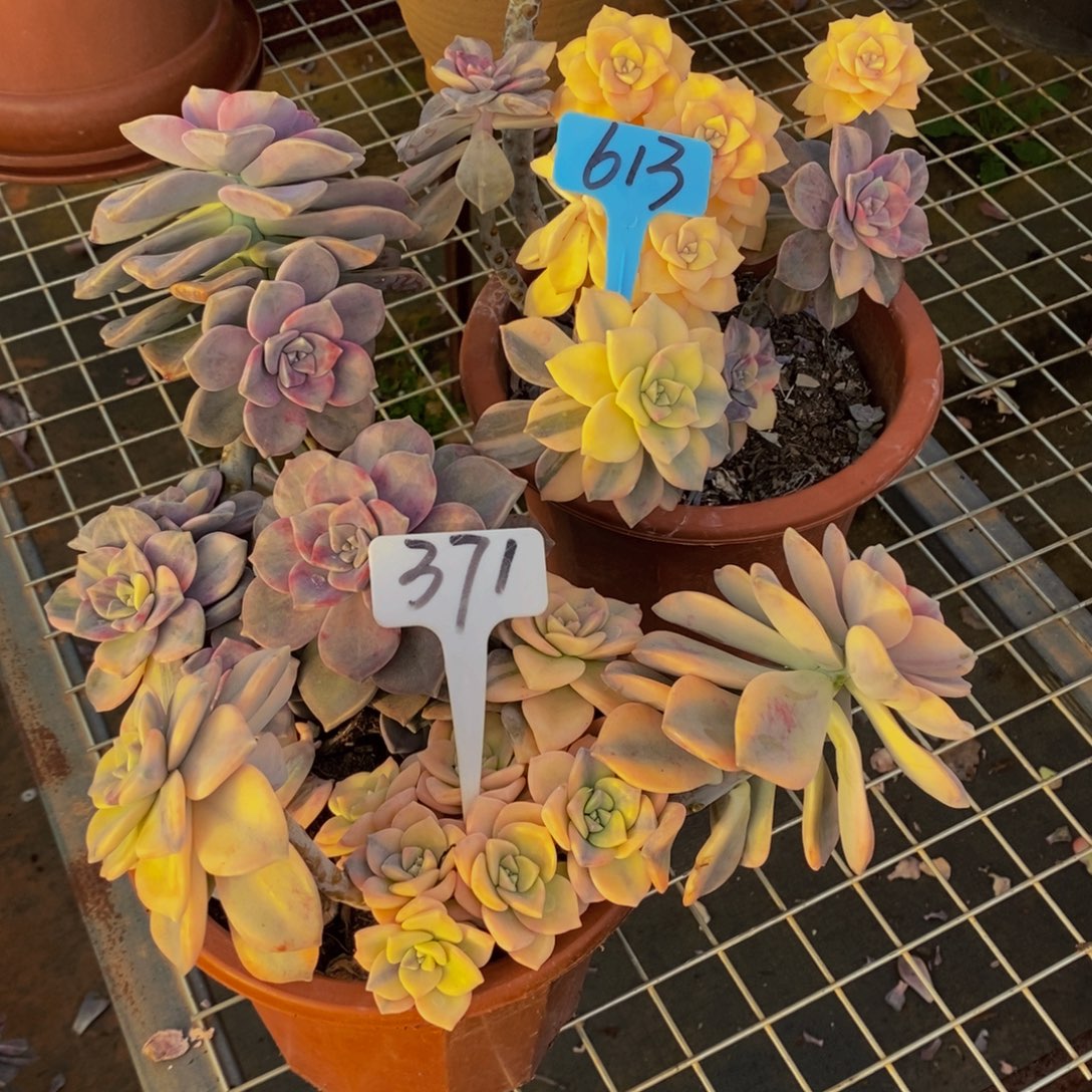 借***洋紫乐锦613/371。       