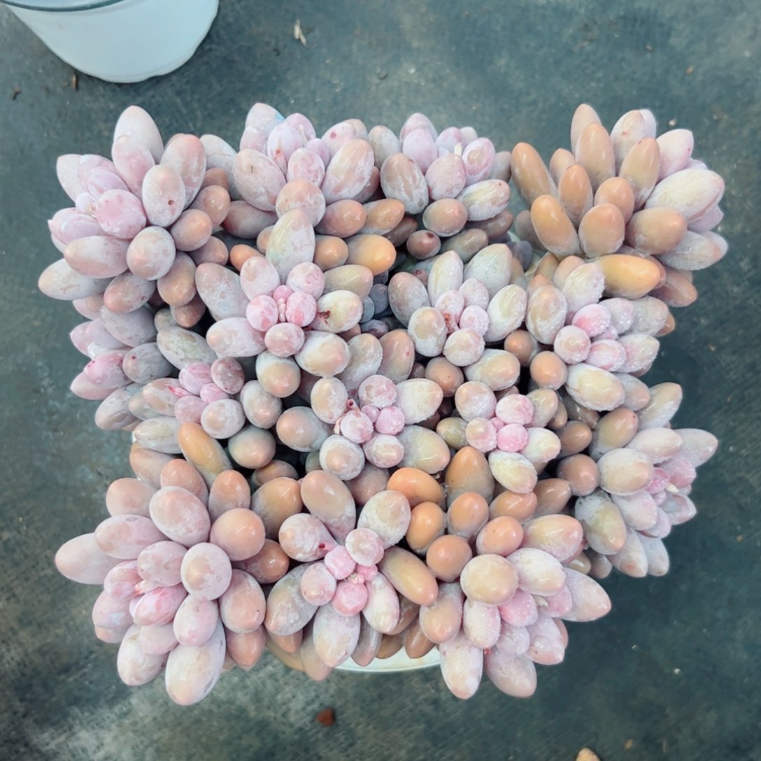 汤圆自然群多肉植物