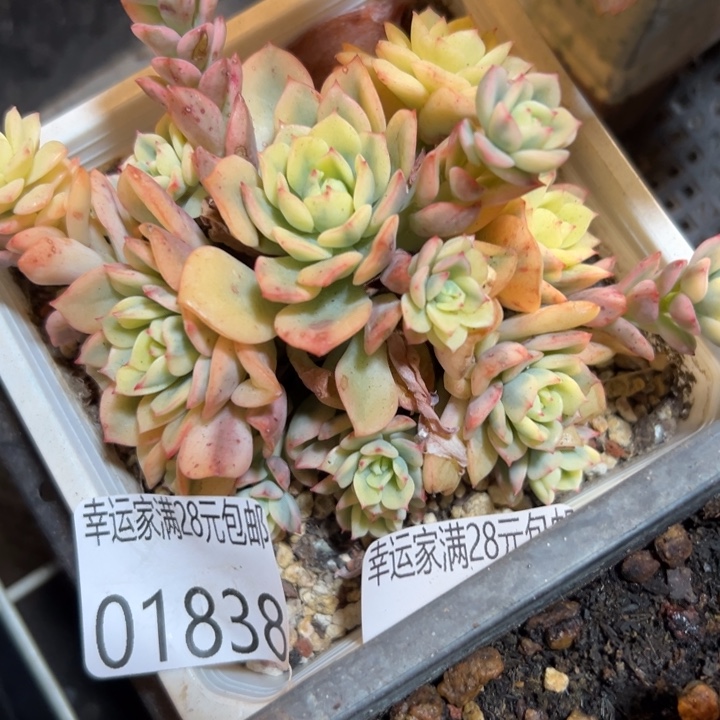 幸运儿的一个好消息就是