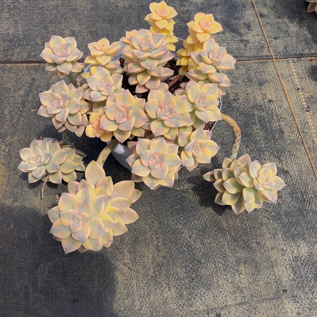 ?***心美杏锦多肉植物群