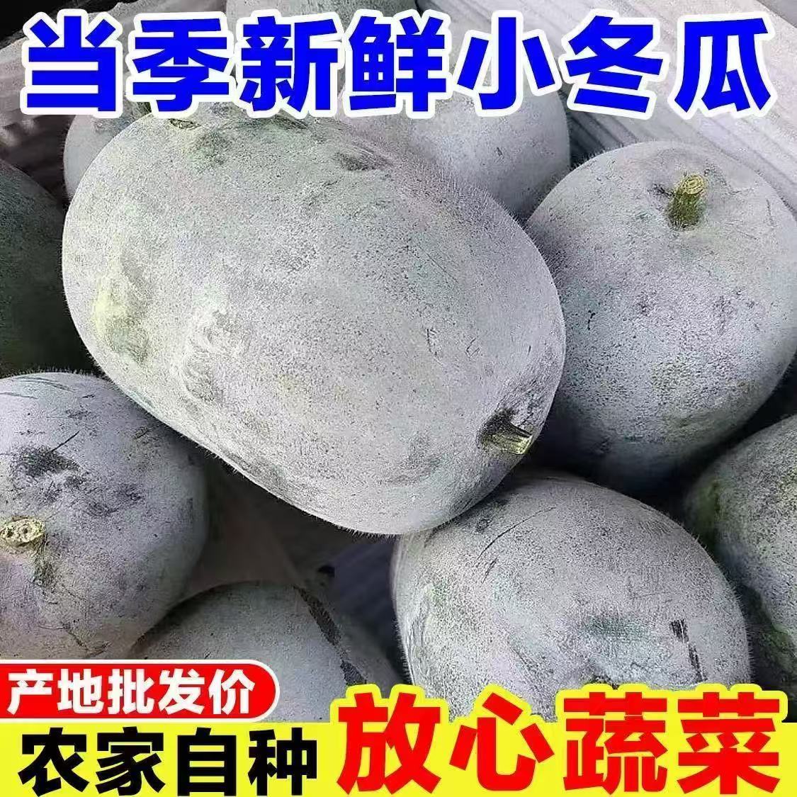 冬瓜现摘挂霜水果小冬瓜农家自种新鲜蔬菜8.5-9斤