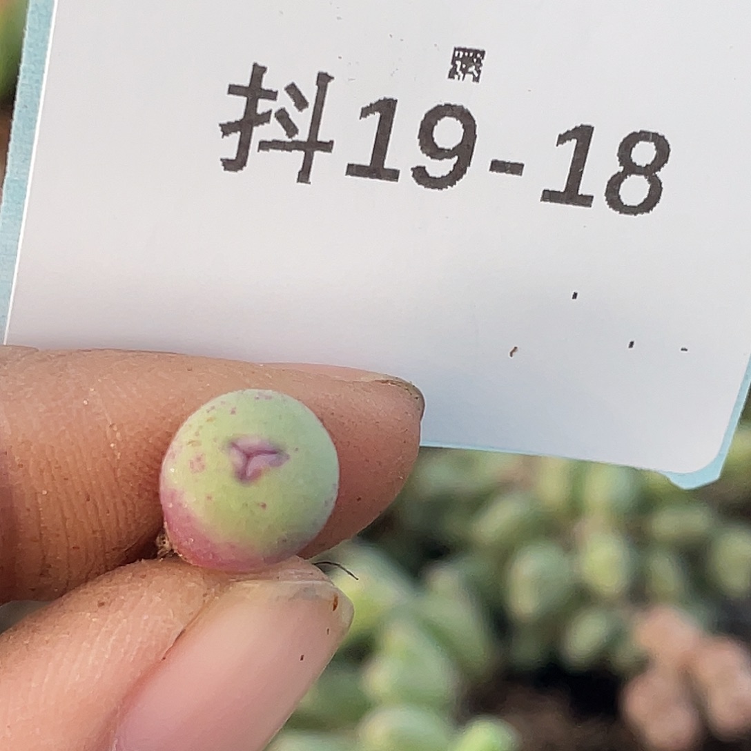 夜***叶19-18肉锥多肉植物