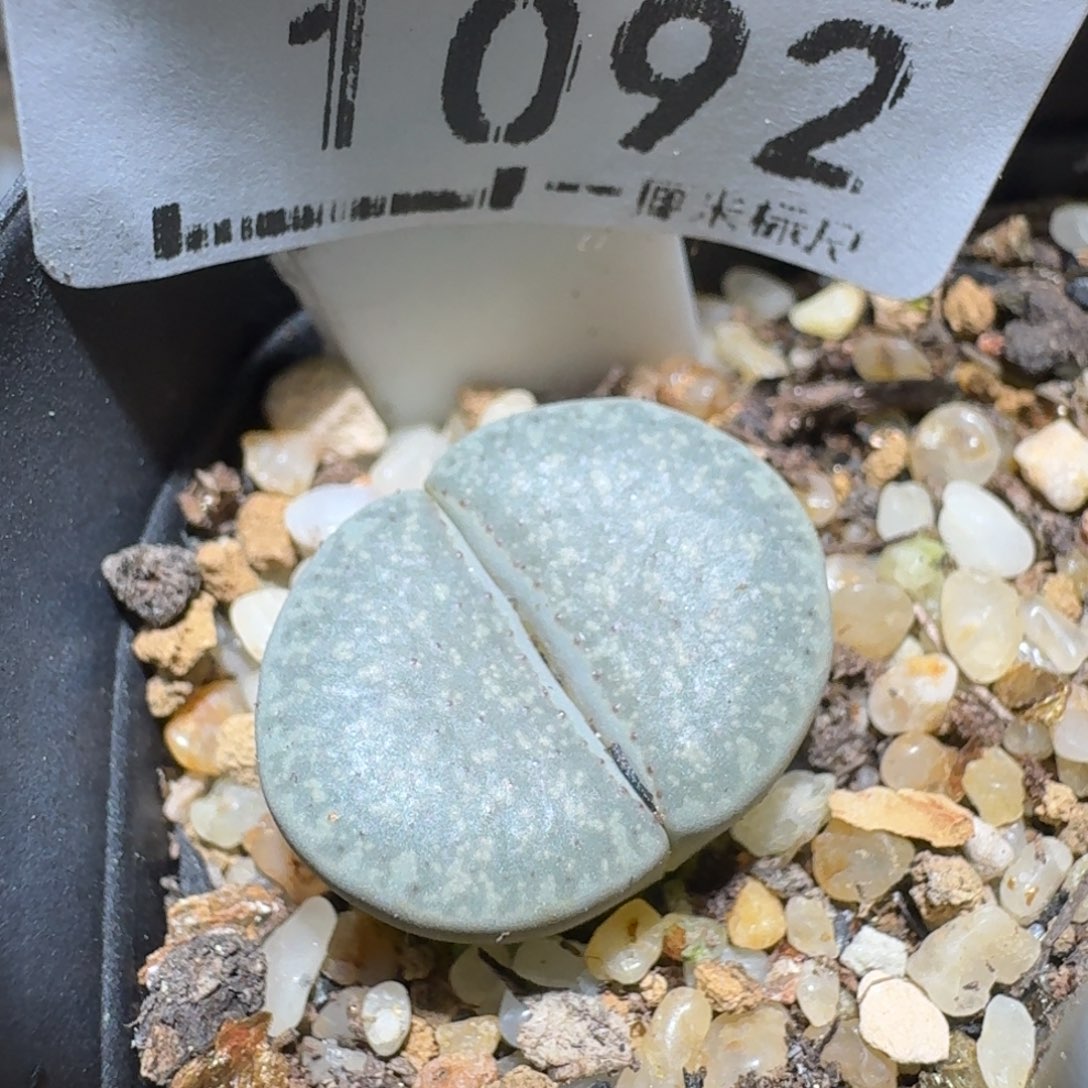 zzz美货便宜啦1092