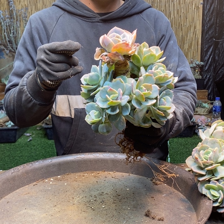 小***子76号淡雪多肉植物