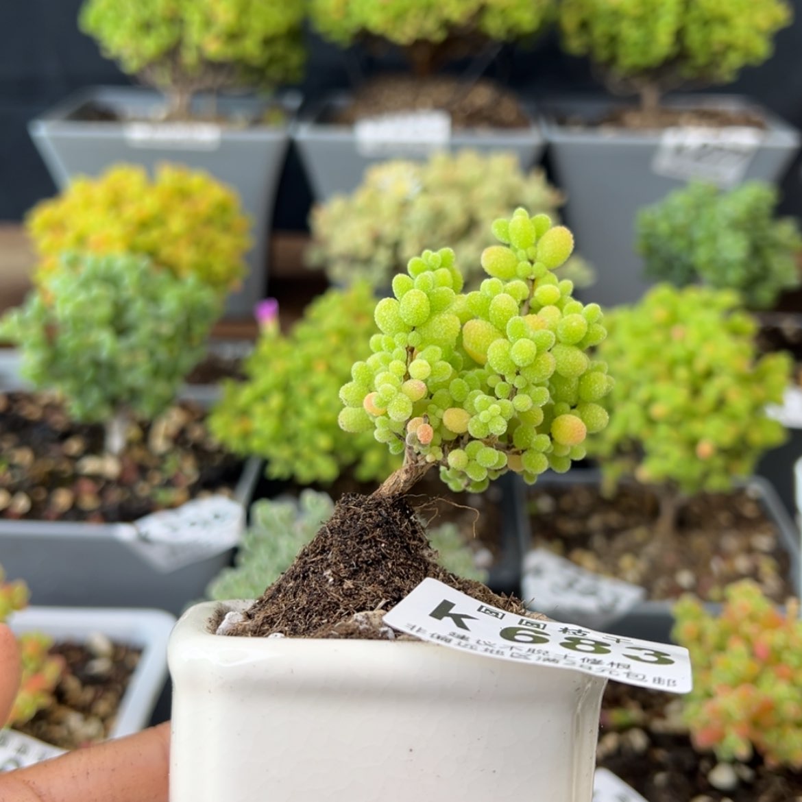 【闪购商品】k683飘桩金桔送盆