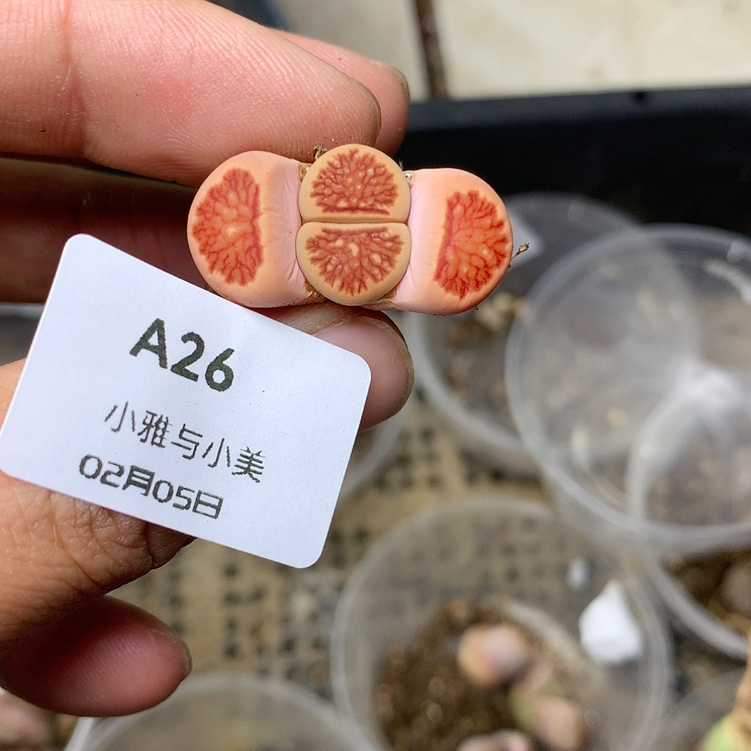 A26多肉植物保护研究所