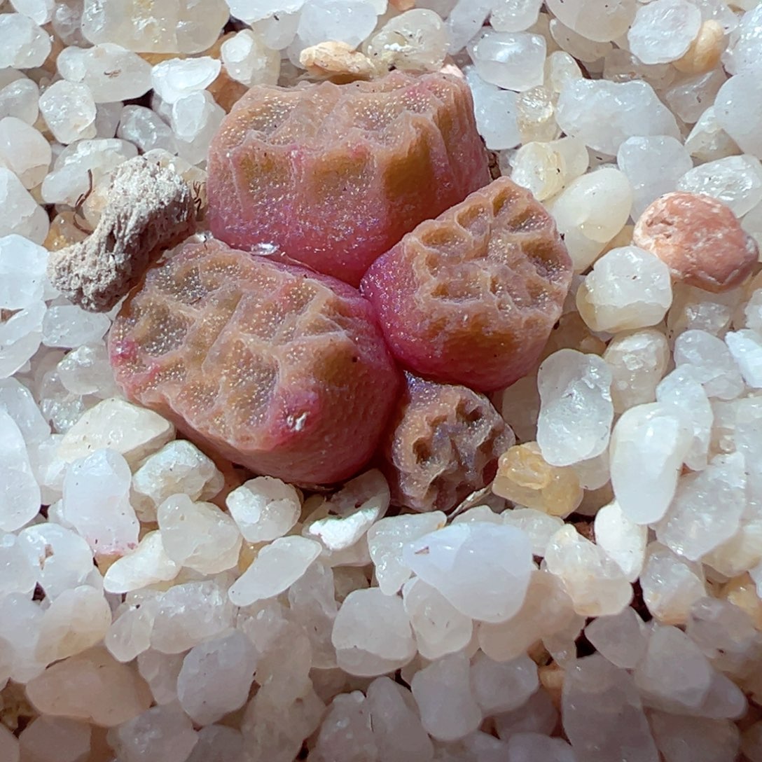 305-455.我是真的