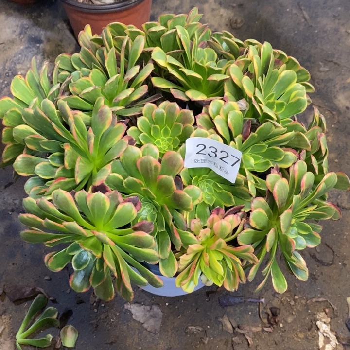 朝霞多肉断头不包2327