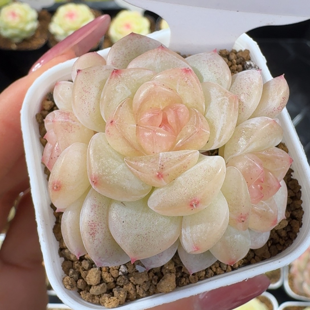 0103-79-芳草10三头一颗f