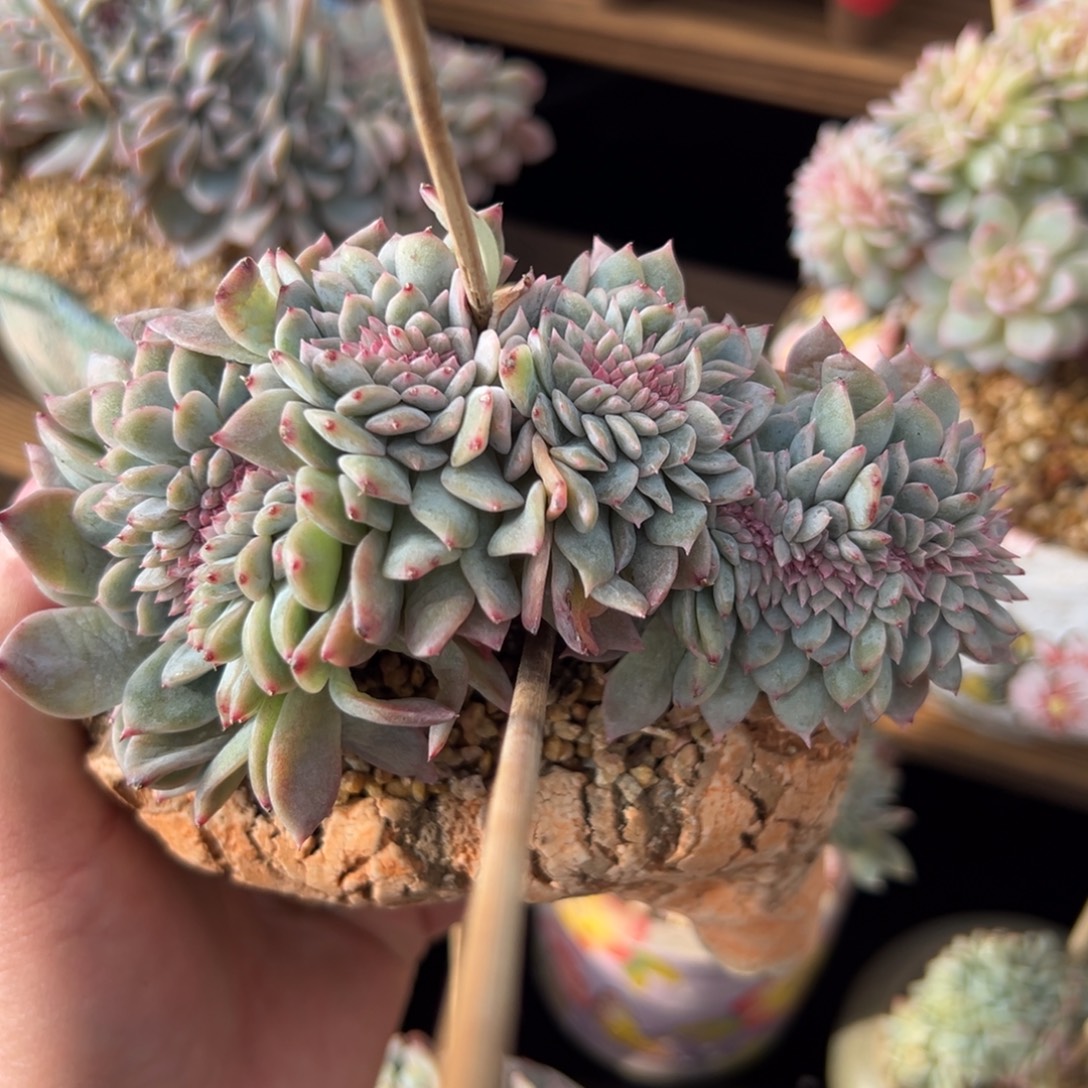 新年快乐 新年快乐