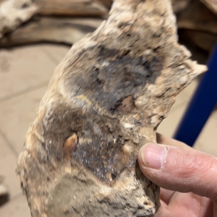 幸***纪有机玻璃太行崖柏